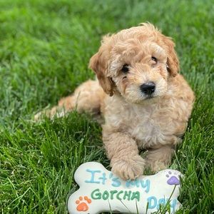 Meet your Posher, Stela